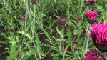Cirsium rivulare Atropurpureum - Plume thistle Atropurpureum 02
