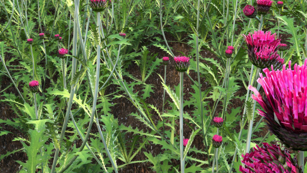 Cirsium rivulare Atropurpureum - Plume thistle Atropurpureum 02