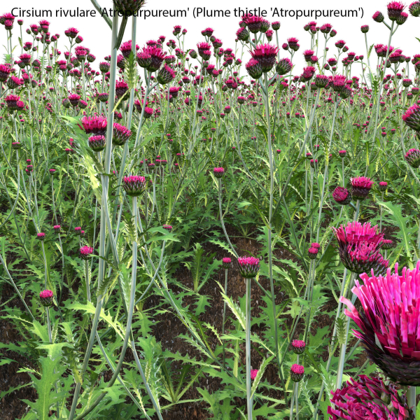 Cirsium rivulare Atropurpureum - Plume thistle Atropurpureum 02
