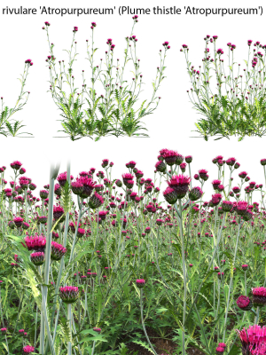 Cirsium rivulare Atropurpureum - Plume thistle Atropurpureum 02