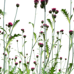 Cirsium rivulare Atropurpureum - Plume thistle Atropurpureum 02