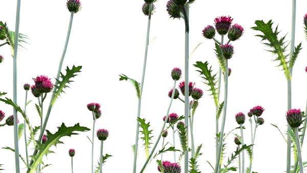 Cirsium rivulare Atropurpureum - Plume thistle Atropurpureum 02