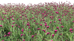 Cirsium rivulare Atropurpureum - Plume thistle Atropurpureum 02