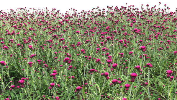 Cirsium rivulare Atropurpureum - Plume thistle Atropurpureum 02