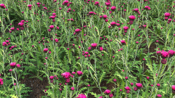 Cirsium rivulare Atropurpureum - Plume thistle Atropurpureum 02