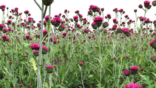 Cirsium rivulare Atropurpureum - Plume thistle Atropurpureum 02