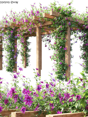 Clematis 04