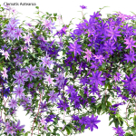 Clematis Aotearoa - Clematis Jackmanii 01