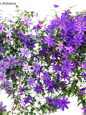 clematis-aotearoa-clematis-jackmanii-01-3d-model-17d2d6b1ee