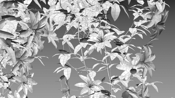 Clematis Aotearoa - Clematis Jackmanii 01