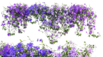 Clematis Aotearoa - Clematis Jackmanii 01