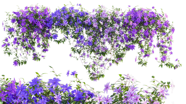Clematis Aotearoa - Clematis Jackmanii 01