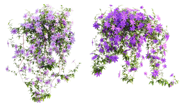 Clematis Aotearoa - Clematis Jackmanii 01
