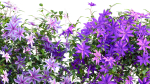 Clematis Aotearoa - Clematis Jackmanii 01