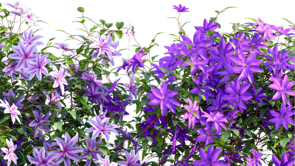 Clematis Aotearoa - Clematis Jackmanii 01