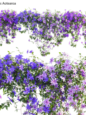 Clematis Aotearoa - Clematis Jackmanii 01