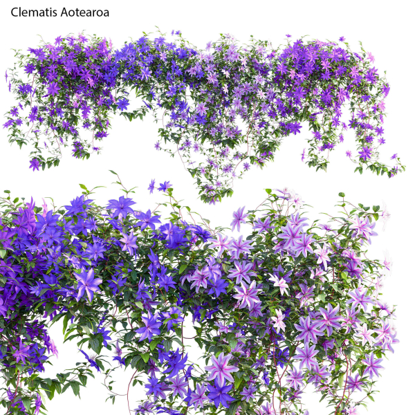 Clematis Aotearoa - Clematis Jackmanii 01