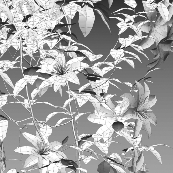 Clematis Aotearoa - Clematis Jackmanii 01
