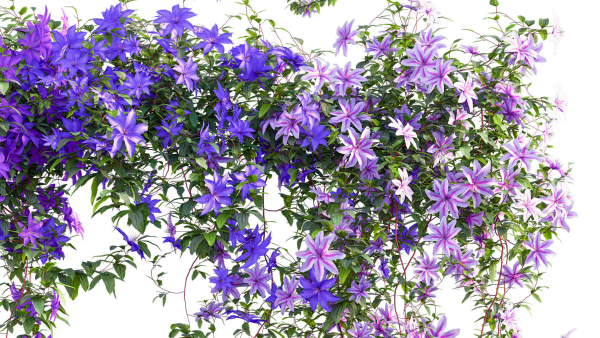 Clematis Aotearoa - Clematis Jackmanii 01