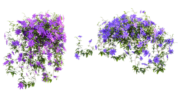 Clematis Aotearoa - Clematis Jackmanii 01