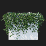 Clematis Armandii Vines