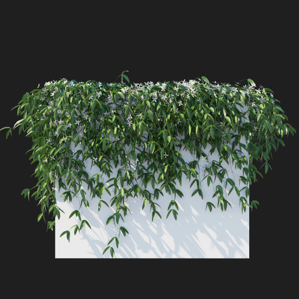 Clematis Armandii Vines