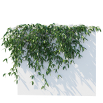 Clematis Armandii Vines