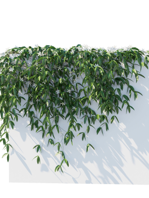 clematis-armandii-vines-3d-model-3f33dd3185