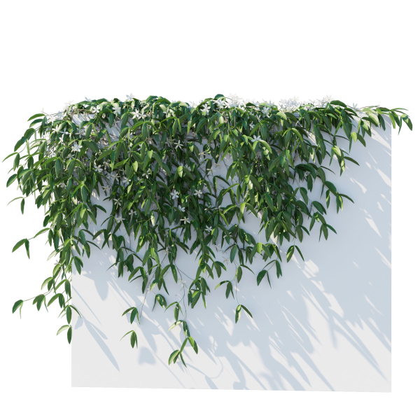 Clematis Armandii Vines