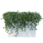 Clematis Armandii Vines