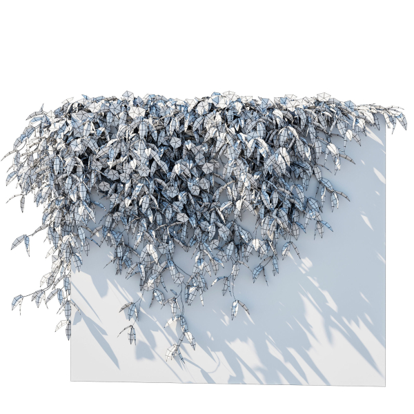 Clematis Armandii Vines