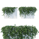 Clematis Armandii Vines
