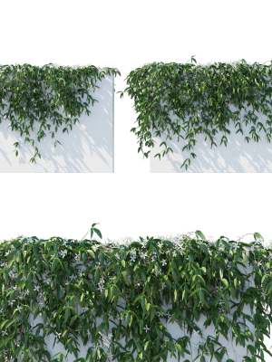 Clematis Armandii Vines