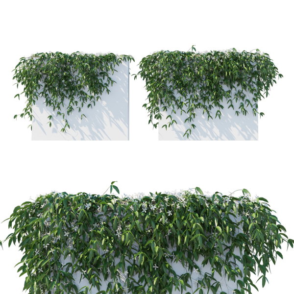 Clematis Armandii Vines