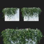 Clematis Armandii Vines