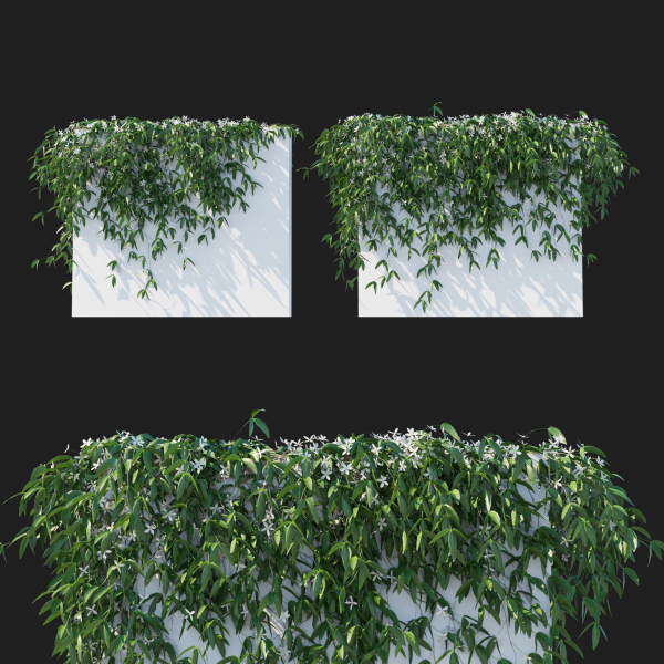 Clematis Armandii Vines