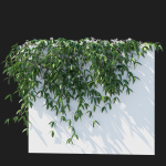 Clematis Armandii Vines