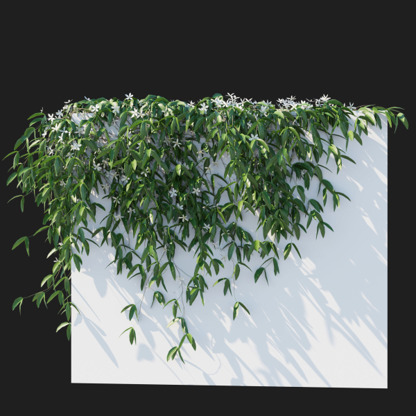 Clematis Armandii Vines