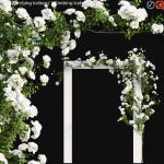 Climbing Iceberg Rose 01