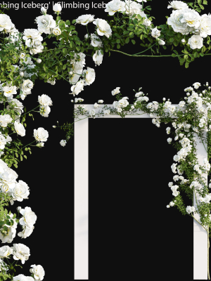 Climbing Iceberg Rose 01