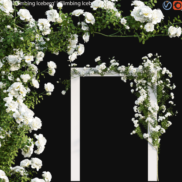 Climbing Iceberg Rose 01