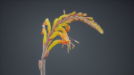 Close Up African Flag Cornflag Chasmanthe Floribunda