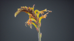 Close Up African Flag Cornflag Chasmanthe Floribunda