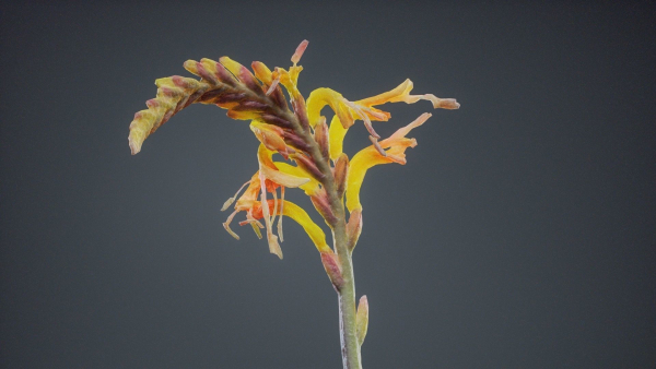 Close Up African Flag Cornflag Chasmanthe Floribunda
