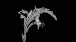 Close Up African Flag Cornflag Chasmanthe Floribunda