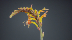 Close Up African Flag Cornflag Chasmanthe Floribunda