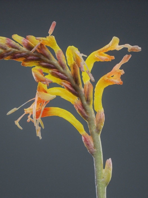 Close Up African Flag Cornflag Chasmanthe Floribunda