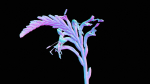 Close Up African Flag Cornflag Chasmanthe Floribunda