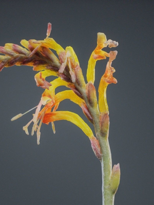 close-up-african-flag-cornflag-chasmanthe-floribunda-3d-model-694b210018