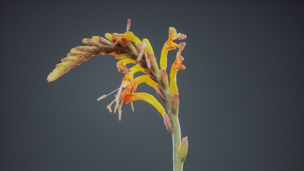 Close Up African Flag Cornflag Chasmanthe Floribunda